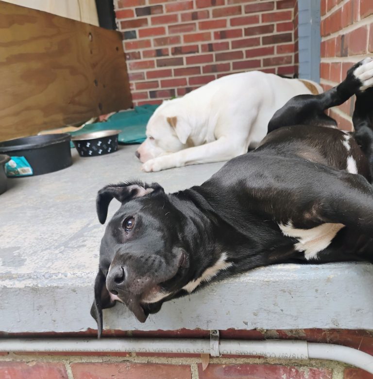 Wooden dog bed frame with polished wood grain and sturdy handcrafted structure.